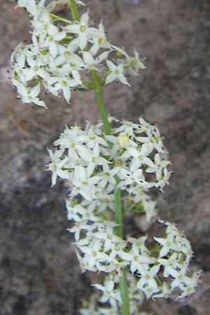 Galium corrudifolium \ Mittelmeer-Labkraut, F Causse Noir 28.5.2009