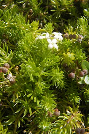 Galium cespitosum \ Rasenbildendes Labkraut, F Pyrenäen, Gourette 25.8.2011