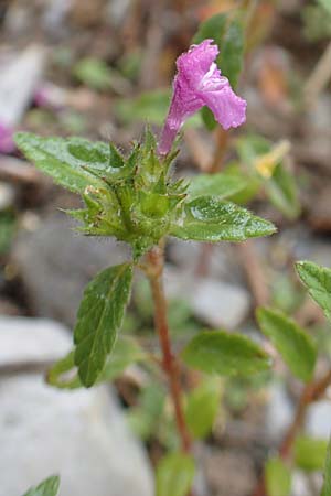 Galeopsis angustifolia / Red Hemp-Nettle, F Col de la Bonette 8.7.2016