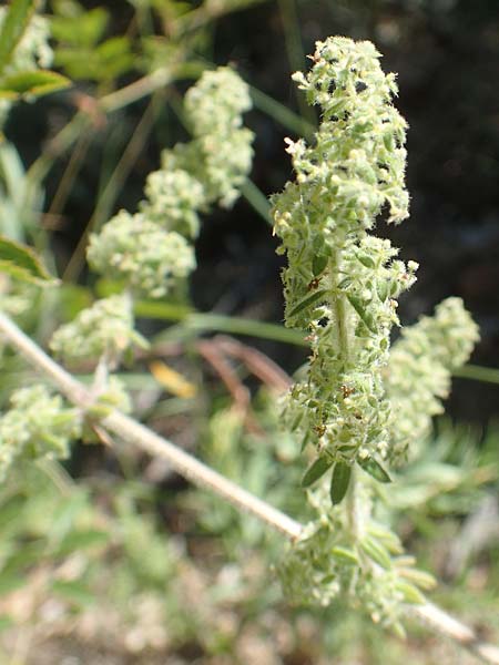 Galium verticillatum \ Quirlblttriges Labkraut / Whorled Bedstraw, F Pyrenäen/Pyrenees, Molitg-les-Bains 23.7.2018