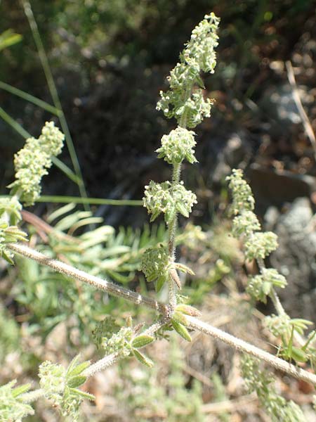 Galium verticillatum \ Quirlblttriges Labkraut / Whorled Bedstraw, F Pyrenäen/Pyrenees, Molitg-les-Bains 23.7.2018