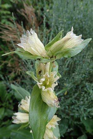 Gentiana burseri \ Burser-Enzian / Burser's Gentian, F Pyrenäen/Pyrenees, Canigou 24.7.2018