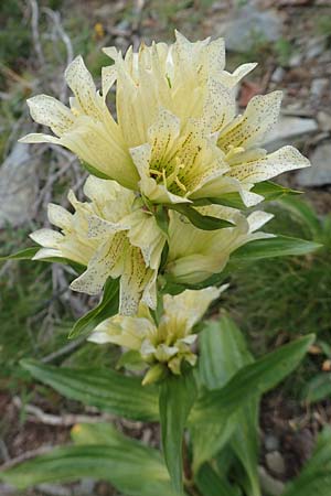 Gentiana burseri / Burser's Gentian, F Pyrenees, Puigmal 29.7.2018