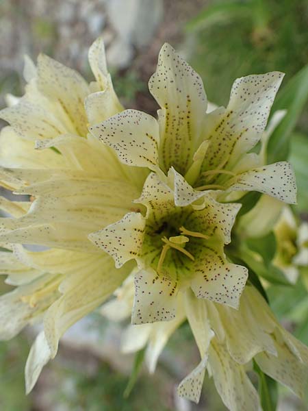 Gentiana burseri \ Burser-Enzian / Burser's Gentian, F Pyrenäen/Pyrenees, Puigmal 29.7.2018