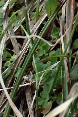 Gagea bohemica \ Bhmischer Felsen-Gelbstern, F Caussols 15.3.2024