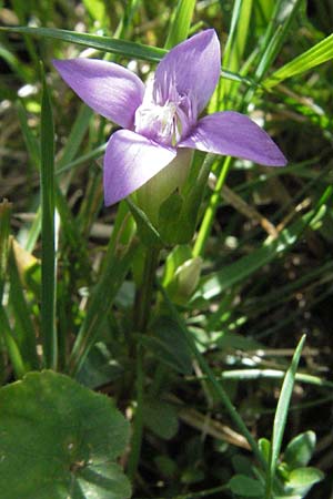 Gentianella campestris \ Feld-Kranzenzian, Feld-Enzian / Field Gentian, F Pyrenäen/Pyrenees, Eyne 9.8.2006