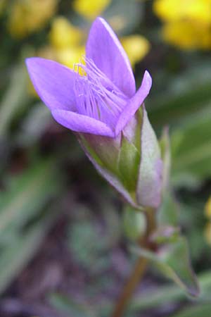 Gentianella campestris \ Feld-Kranzenzian, Feld-Enzian / Field Gentian, F Col du Galibier 21.6.2008