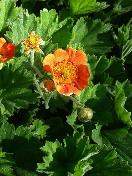 Geum coccineum / Dwarf Orange Avens, F Col de Lautaret Botan. Gar. 28.6.2008