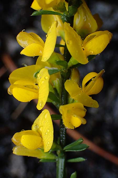 Genista cinerea \ Grauer Ginster, F Guillaumes 30.4.2023
