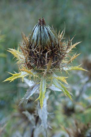 Carlina vulgaris \ Golddistel / Carline Thistle, F La Cluse 9.10.2021