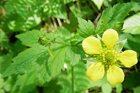 Geum urbanum \ Echte Nelkenwurz / Wood Avens, F Allevard 11.6.2006