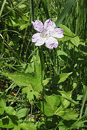 Geranium nodosum \ Knotiger Storchschnabel / Knotted Crane's-Bill, F Allevard 11.6.2006