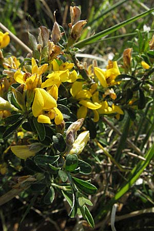 Genista pilosa \ Heide-Ginster, Behaarter Ginster / Hairy Greenweed, F Elsass/Alsace, Westhalten 28.4.2007