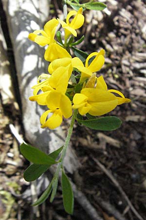 Genista pilosa \ Heide-Ginster, Behaarter Ginster / Hairy Greenweed, F Castellane 12.5.2007