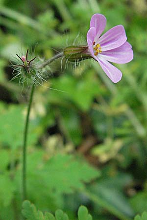 Geranium robertianum \ Stinkender Storchschnabel, Ruprechtskraut / Herb Robert, F Pyrenäen/Pyrenees, Olette 14.5.2007