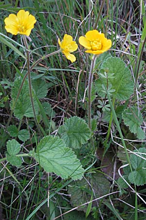 Geum sylvaticum \ Wald-Nelkenwurz / Wood Avens, F Causse du Larzac 14.5.2007