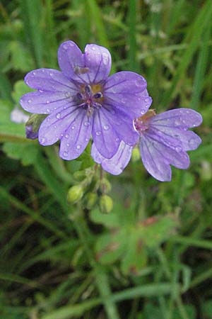 Geranium pyrenaicum \ Pyrenen-Storchschnabel / Hedge-Row Crane's-Bill, F Severac-le-Chateau 16.5.2007