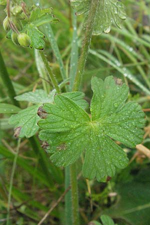 Geranium pyrenaicum / Hedge-Row Crane's-Bill, F Severac-le-Chateau 16.5.2007