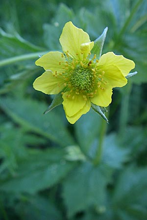 Geum urbanum \ Echte Nelkenwurz / Wood Avens, F Col de Gleize 22.6.2008