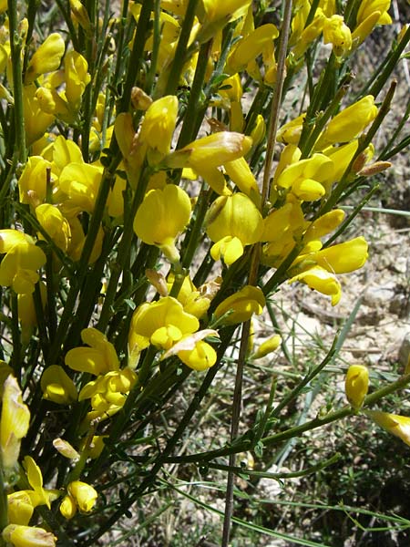 Genista radiata ? \ Strahlen-Ginster, Kugel-Ginster / Rayed Broom, Southern Greenweed, F La-Palud-sur-Verdon 23.6.2008