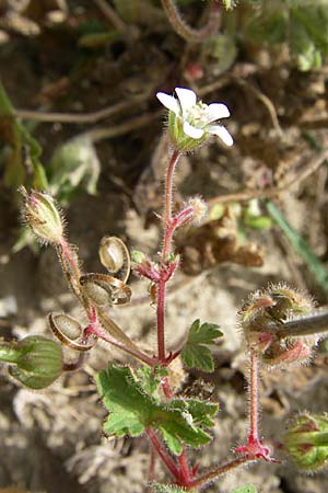 Geranium rotundifolium \ Rundblttriger Storchschnabel / Round-Leaved Crane's-Bill, F Toreilles 24.6.2008