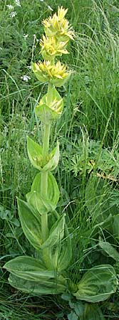 Gentiana lutea \ Gelber Enzian / Yellow Gentian, F Pyrenäen/Pyrenees, Eyne 24.6.2008