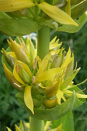 Gentiana lutea \ Gelber Enzian / Yellow Gentian, F Pyrenäen/Pyrenees, Eyne 24.6.2008