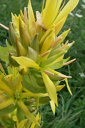 Gentiana lutea \ Gelber Enzian / Yellow Gentian, F Pyrenäen/Pyrenees, Eyne 24.6.2008