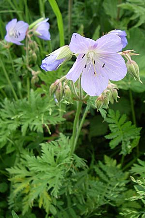 Geranium pratense \ Wiesen-Storchschnabel / Meadow Crane's-Bill, F Pyrenäen/Pyrenees, Eyne 24.6.2008