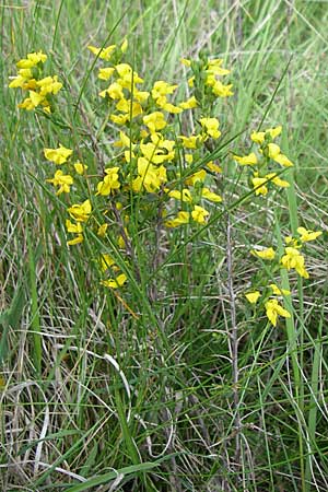 Genista anglica \ Englischer Ginster, F Pyrenäen, Eyne 24.6.2008