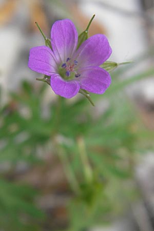 Geranium columbinum \ Tauben-Storchschnabel / Branched Crane's-Bill, F Vissec 30.5.2009