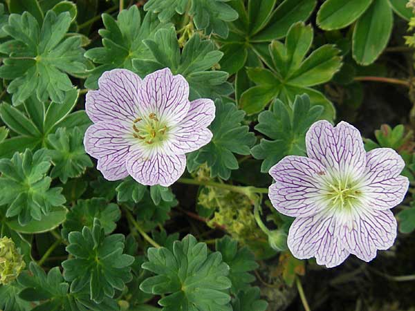 Geranium cinereum \ Grauer Storchschnabel, F Pyrenäen, Gourette 25.8.2011