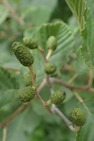 Alnus incana \ Grau-Erle / Grey Alder, Speckled Alder, F Demoiselles Coiffées 8.7.2016