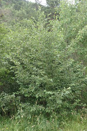 Alnus incana \ Grau-Erle / Grey Alder, Speckled Alder, F Demoiselles Coiffées 8.7.2016