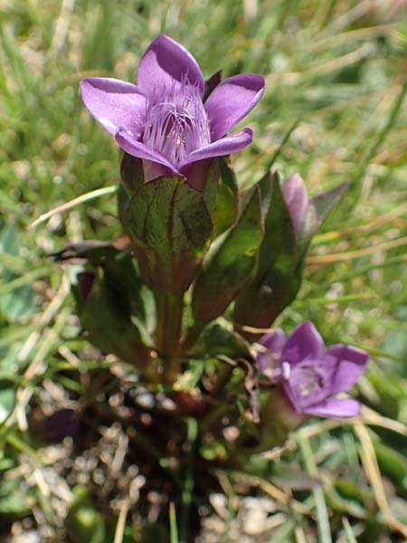 Gentianella hypericifolia \ Johanniskrautblttriger Kranzenzian, F Pyrenäen, Mont Louis 3.8.2018