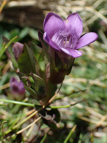 Gentianella hypericifolia \ Johanniskrautblttriger Kranzenzian / Hypericum-Leaved Gentian, F Pyrenäen/Pyrenees, Mont Louis 3.8.2018