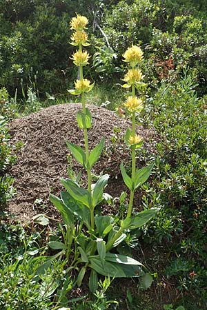 Gentiana lutea \ Gelber Enzian / Yellow Gentian, F Pyrenäen/Pyrenees, Eyne 4.8.2018