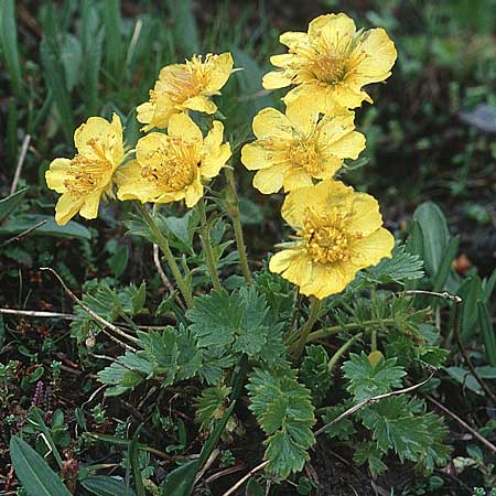 Geum reptans \ Kriechende Nelkenwurz / Creeping Avens, F Col de l'Iseran 13.7.2002