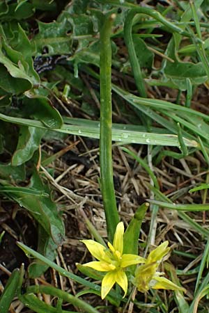 Gagea fragifera \ Rhriger Gelbstern, Alpen-Gelbstern, F Queyras, Fontgillarde 30.4.2023