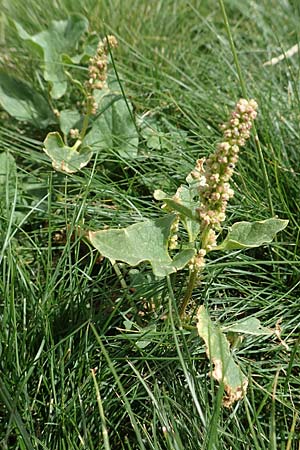 Blitum bonus-henricus \ Guter Heinrich / Good King Henry, F Pyrenäen/Pyrenees, Col de Mantet 28.7.2018