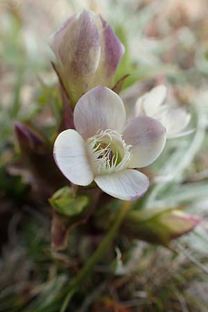 Gentianella hypericifolia \ Johanniskrautblttriger Kranzenzian / Hypericum-Leaved Gentian, F Pyrenäen/Pyrenees, Mont Llaret 31.7.2018