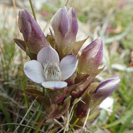 Gentianella hypericifolia \ Johanniskrautblttriger Kranzenzian / Hypericum-Leaved Gentian, F Pyrenäen/Pyrenees, Mont Llaret 31.7.2018