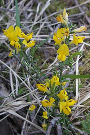 Genista pilosa \ Heide-Ginster, Behaarter Ginster / Hairy Greenweed, F Castellane 12.5.2007