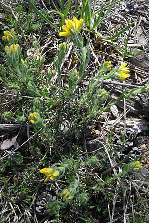 Genista hispanica \ Spanischer Ginster, F Castellane 12.5.2007