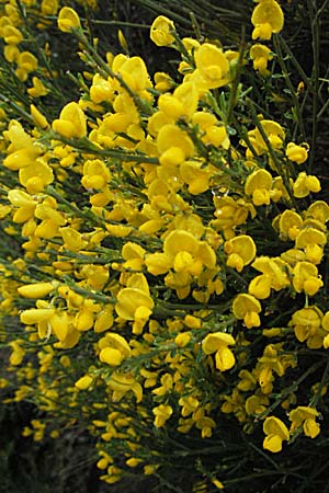 Cytisus oromediterraneus \ Abfhrender Geiklee / Andorra Broom, F Pyrenäen/Pyrenees, Err 14.5.2007