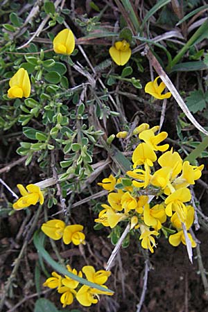 Genista pilosa \ Heide-Ginster, Behaarter Ginster / Hairy Greenweed, F Causse du Larzac 14.5.2007