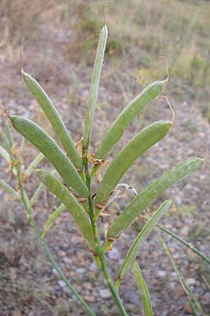 Spartium junceum \ Pfriemen-Ginster, F Rivesaltes 24.6.2008