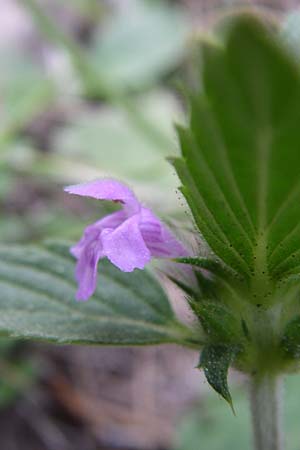 Galeopsis ladanum \ Breitblttriger Hohlzahn / Broad-Leaved Hemp-Nettle, Red Hemp-Nettle, F Pyrenäen/Pyrenees, Puymorens 26.6.2008