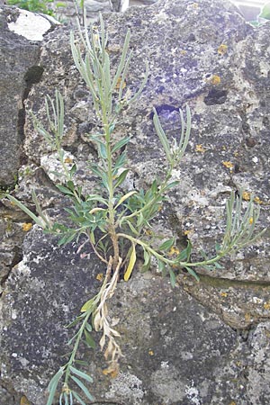 Erysimum cheiri \ Goldlack, F La Couvertoirade 27.5.2009