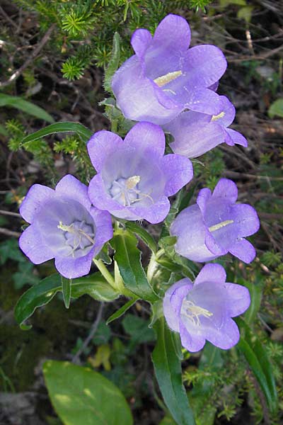 Campanula speciosa \ Pyrenen-Glockenblume / Pyrenean Bellflower, F Saint-Guilhem-le-Desert 1.6.2009